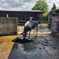 Foster cow
