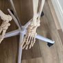 medical skeleton Image 7