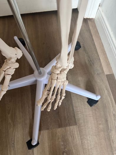 medical skeleton