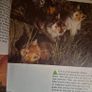 A first book of baby animals Image 2