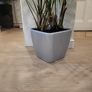kentia palm Image 3