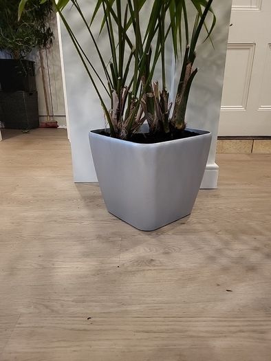 kentia palm