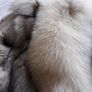 Furry Jacket Image 6
