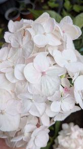 Hydrangea