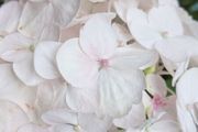 Hydrangea