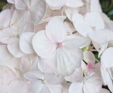Hydrangea