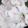 Hydrangea Image 3