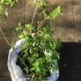 White Fuchsia plant Image 3