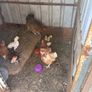 chickens Image 7