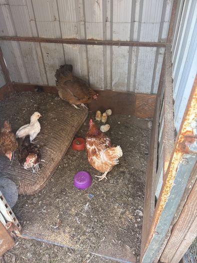 chickens