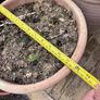 Set of 3 terracotta pots Image 8