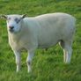 Texel and Charloais Rams Image 7