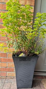 EUphorbia