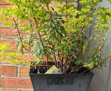 EUphorbia