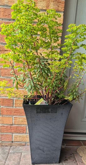 EUphorbia