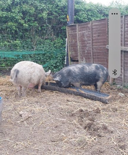 Three pigs, one kune kune boar and two sows