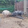 Three pigs, one kune kune boar and two sows Image 4