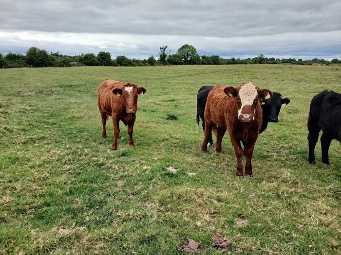 Heifers