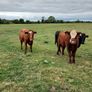 Heifers Image 2