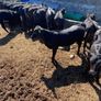 Aa Bullas & Heifers Image 8