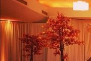 Autumn trees x4