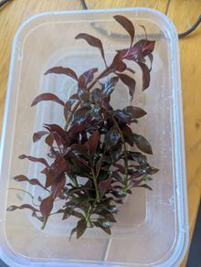 Aquarium Plants