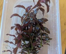 Aquarium Plants