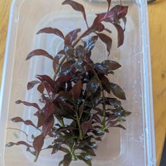 Aquarium Plants