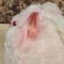 Vintage Care Bears Cheer Bear Rainbow Teddy Plushie Soft Toy Kenner 1983 Image 5