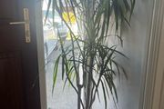 House Plant