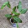 House plant bundle + variegated Monstera Image 5