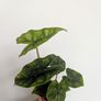 Alocasia Jacklyn Plant Plant Image 5