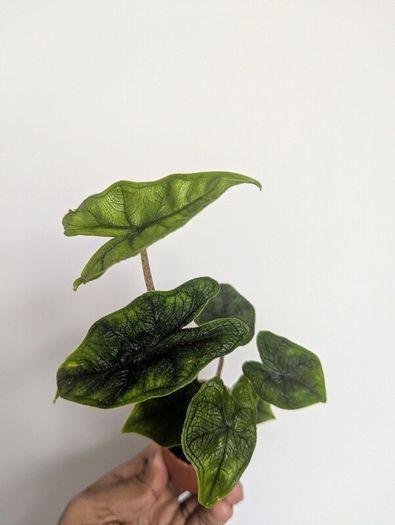 Alocasia Jacklyn Plant Plant
