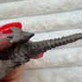 Bullyland Prehistoric TYRANOSAURUS Dinosaur Jurassic mini Figure Used Please look at the pictures Image 10