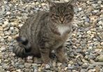 3 feral kittens looking for adoption