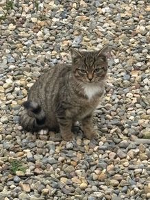 3 feral kittens looking for adoption