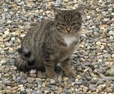 3 feral kittens looking for adoption