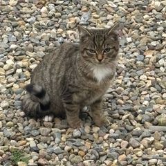 3 feral kittens looking for adoption