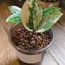 No.9 ZZ Plants Variegated Image 4