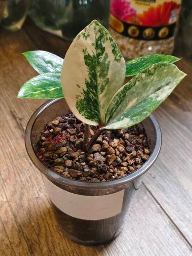 No.9 ZZ Plants Variegated