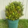 plant Image 2