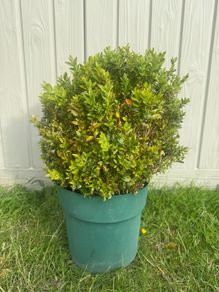 plant