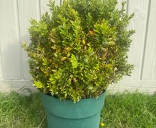 plant