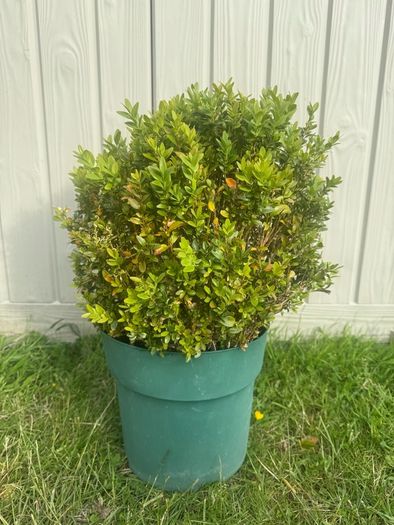 plant