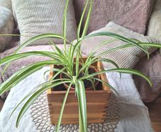 Spider Plant in Wooden Planter