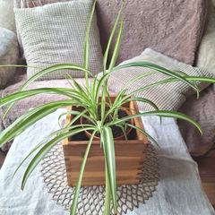 Spider Plant in Wooden Planter