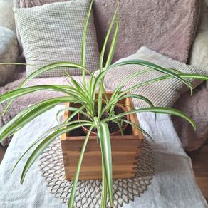 Spider Plant in Wooden Planter