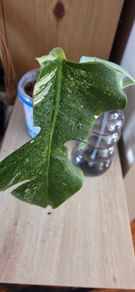 Monstera Albo cutting
