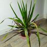 indoor plant Image 2