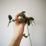 Hoya plant set Image 2